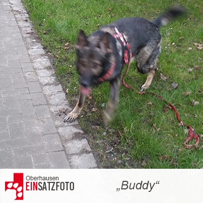 DTR Einsatz: Buddy in Oberhausen