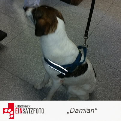DTR Einsatz: Damian in Gladbeck
