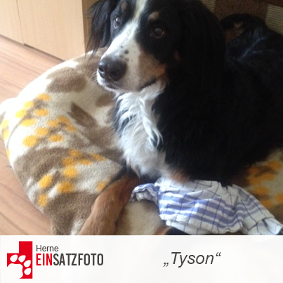 DTR Einsatz: Tyson in Herne