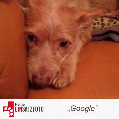 DTR Einsatz: Google in Herne