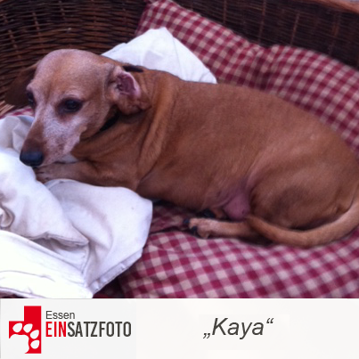 DTR Einsatz: Kaya in Essen