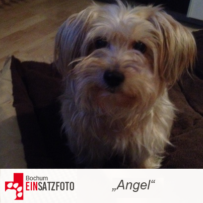 DTR Einsatz: Angel in Bochum