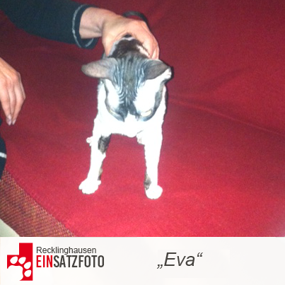 DTR Einsatz: Eva in Recklinghausen