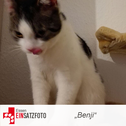 DTR Einsatz: Benji in Essen