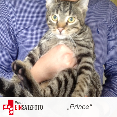 DTR Einsatz: Prince in Bochum