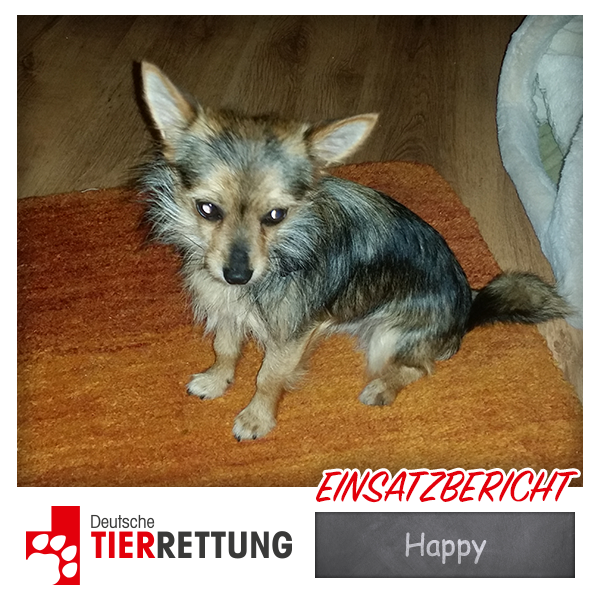 DTR Einsatz: Happy in Essen