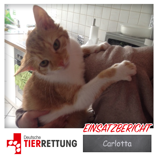 DTR Einsatz: Carlotta in Oberhausen