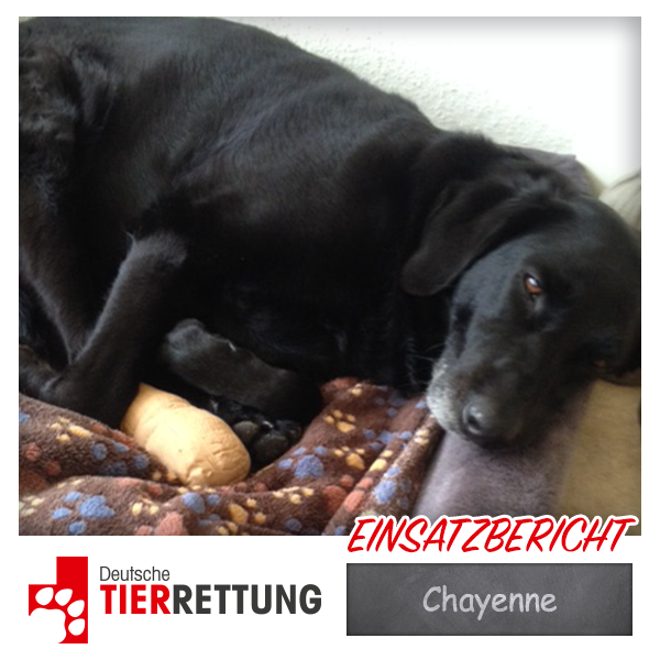 DTR Einsatz: Chayenne in Witten