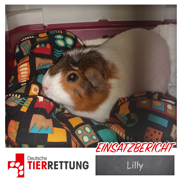 DTR Einsatz: Lilly in Krefeld