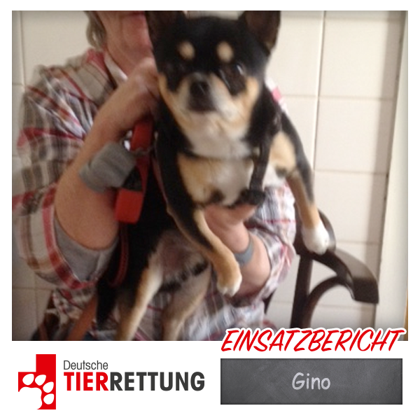 DTR Einsatz: Gino in Oberhausen