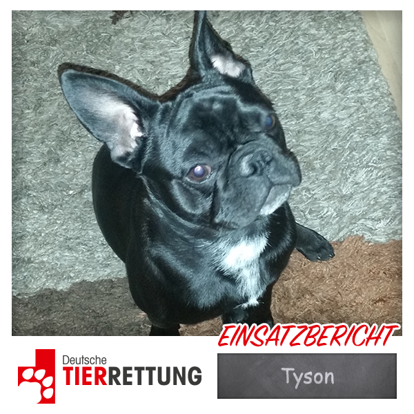 DTR Einsatz: Tyson in Witten