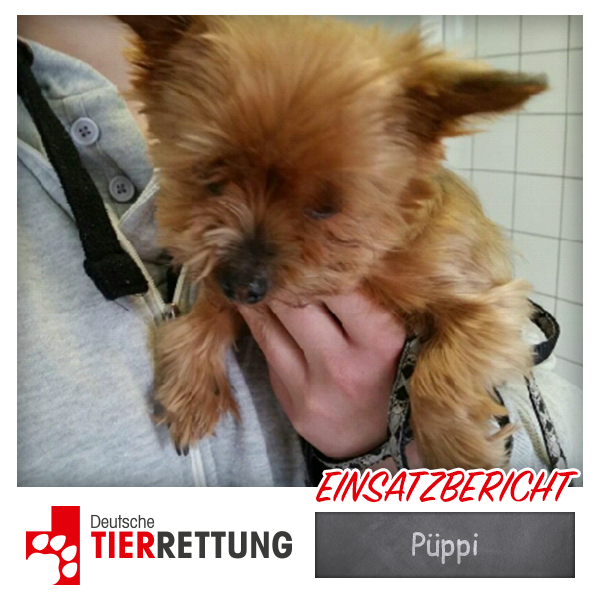 DTR Einsatz: Püppi in Mülheim