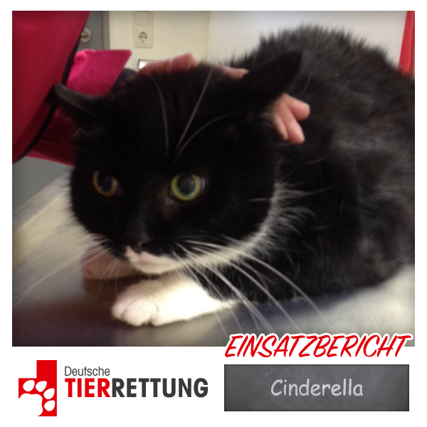 DTR Einsatz: Cinderella in Bottrop