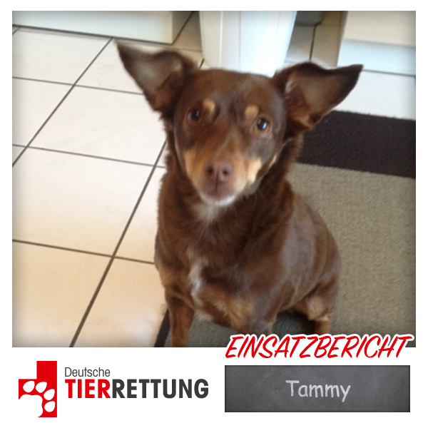 DTR Einsatz: Tammy in Witten