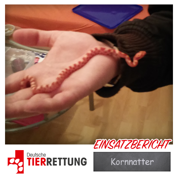 DTR Einsatz: Kornnatter in Not