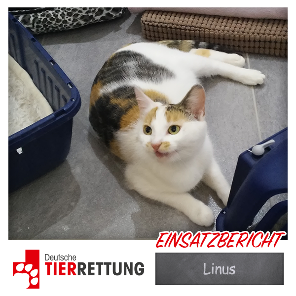DTR Einsatz: Linus