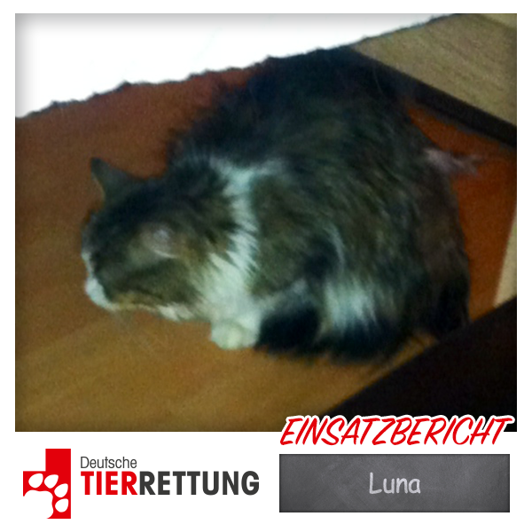 DTR Einsatz: Luna in Essen