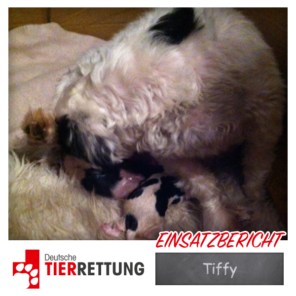 DTR Einsatz: Tiffy in Oberhausen