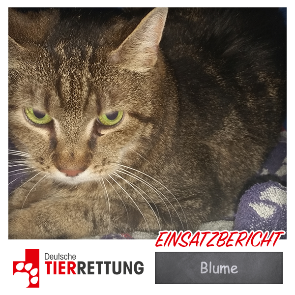 DTR Einsatz: Blume in Essen