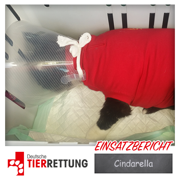DTR Einsatz: Cindarella in Bottrop