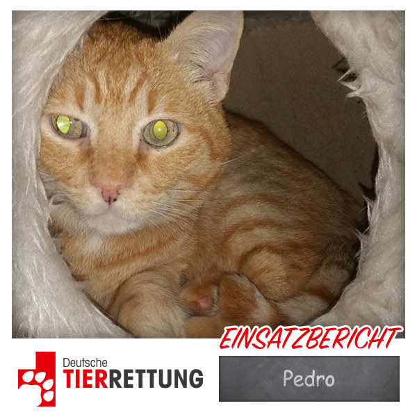 DTR Einsatz: Pedro in Castrop-Rauxel