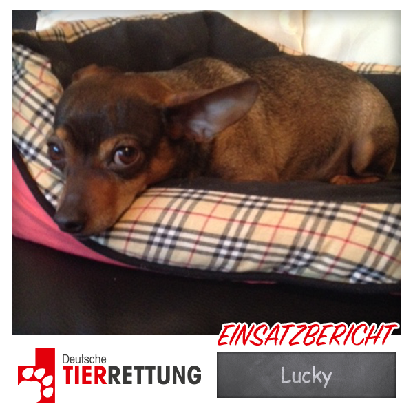 DTR Einsatz: Lucky in Bochum-Wattenscheid