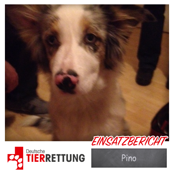 DTR Einsatz: Pino in Essen