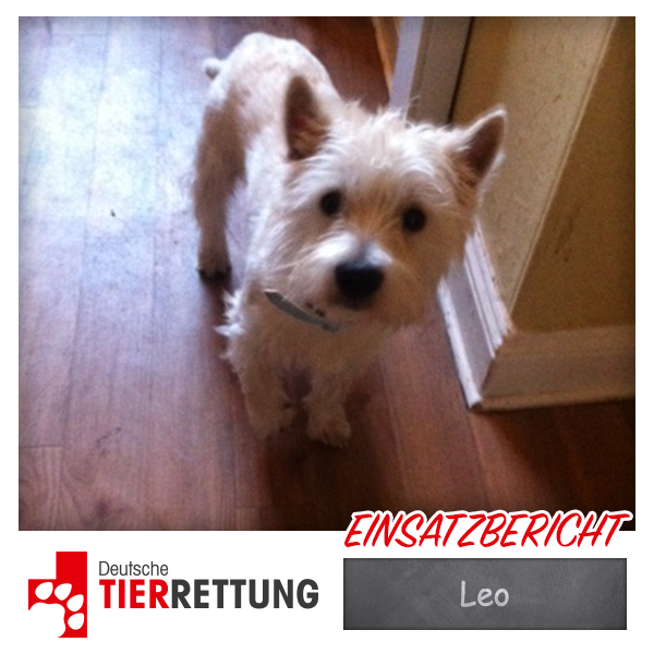 DTR Einsatz: Leo in Oberhausen
