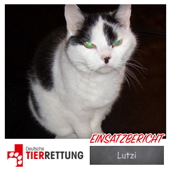 DTR Einsatz: Lutzi in Gelsenkirchen