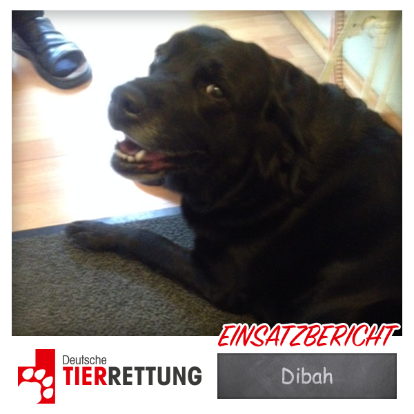 DTR Einsatz: Dibah in Witten