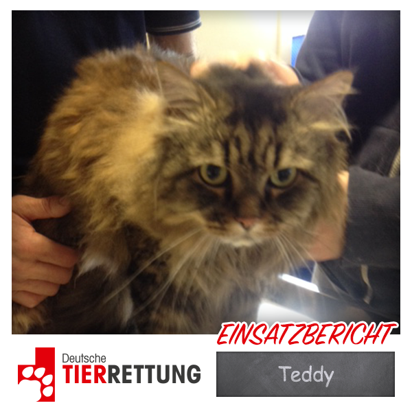 DTR Einsatz: Teddy in Essen