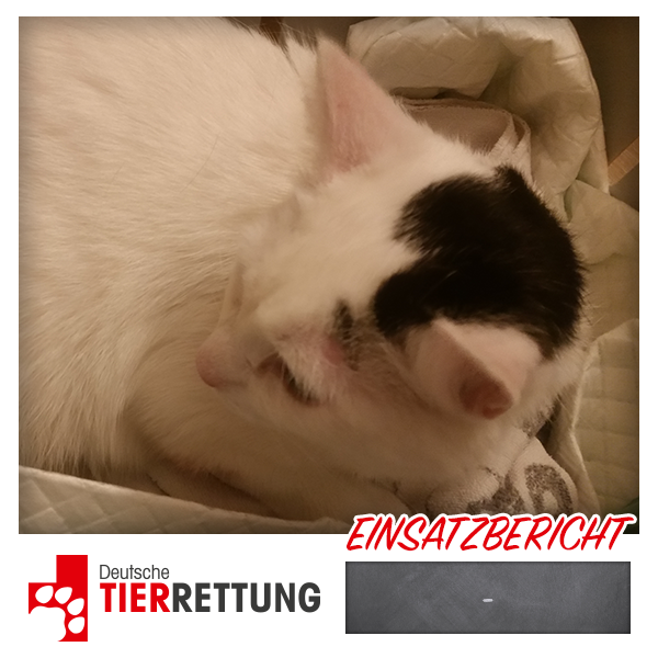 DTR Einsatz: Ein Kater in Herne