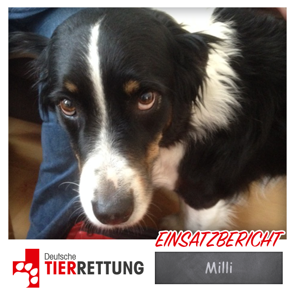 DTR Einsatz: Milli in Gelsenkirchen-Resse