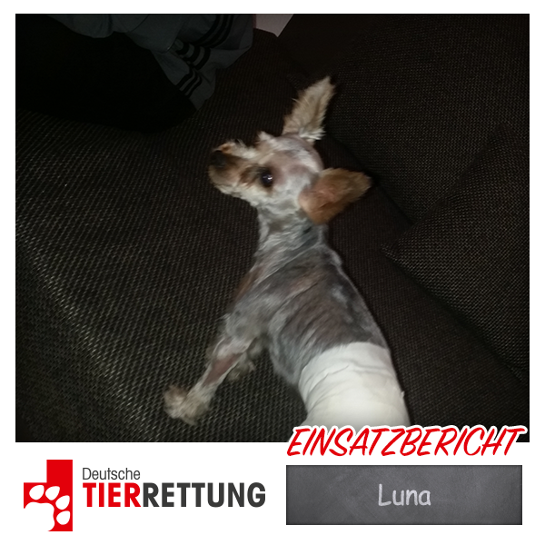 DTR Einsatz: Luna in Herne
