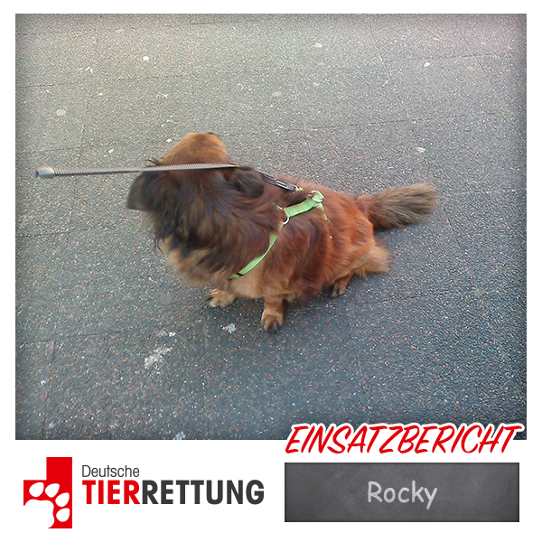 DTR Einsatz: Rocky in Krefeld