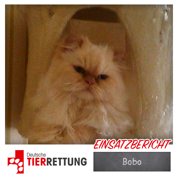 DTR Einsatz: Bobo