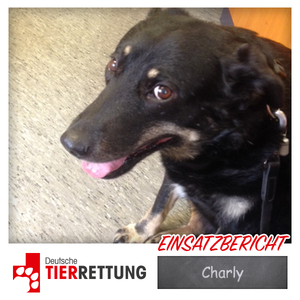 DTR Einsatz: Charly in Bottrop