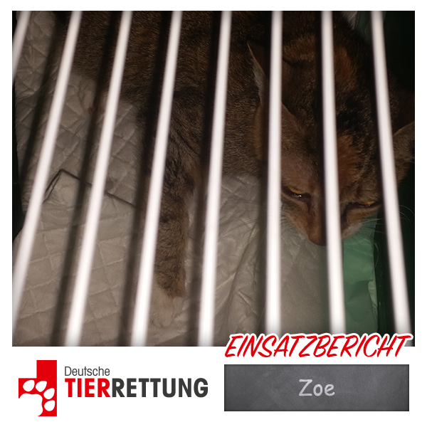 DTR Einsatz: Zoe in Gelsenkirchen