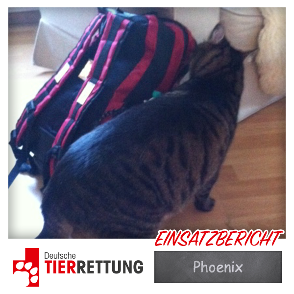 DTR Einsatz: Phoenix in Essen