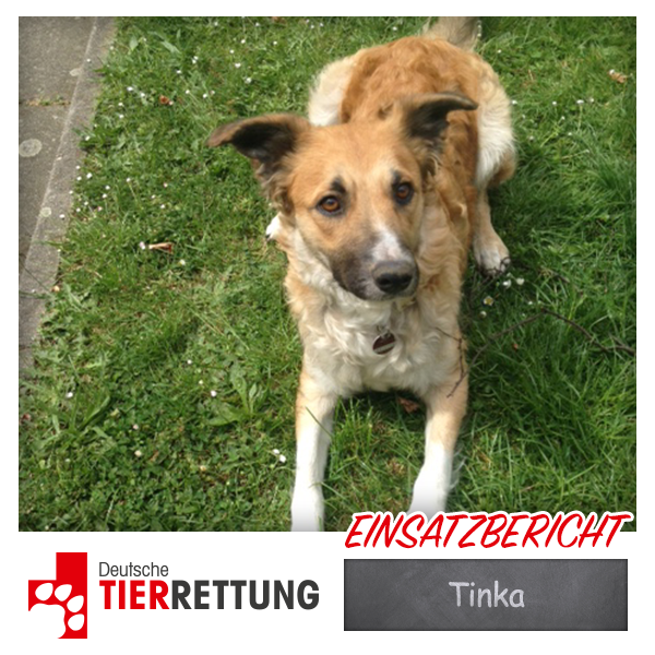 DTR Einsatz: Tinka in Essen