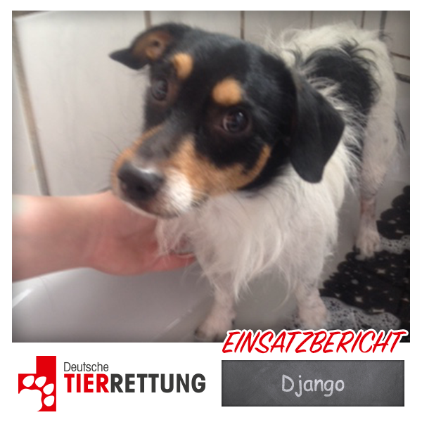 DTR Einsatz: Django in Essen