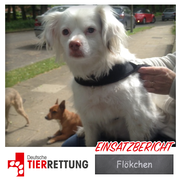 DTR Einsatz: Flökchen in Oberhausen