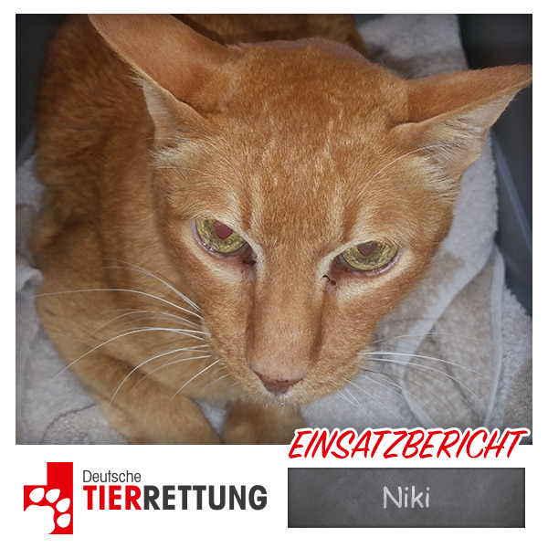 DTR Einsatz: Niki in Oberhausen