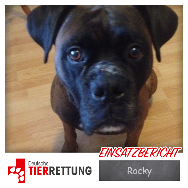 DTR Einsatz: Rocky in Essen