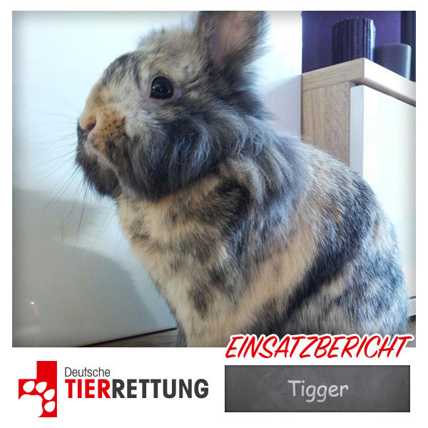DTR Einsatz: Tigger in Duisburg