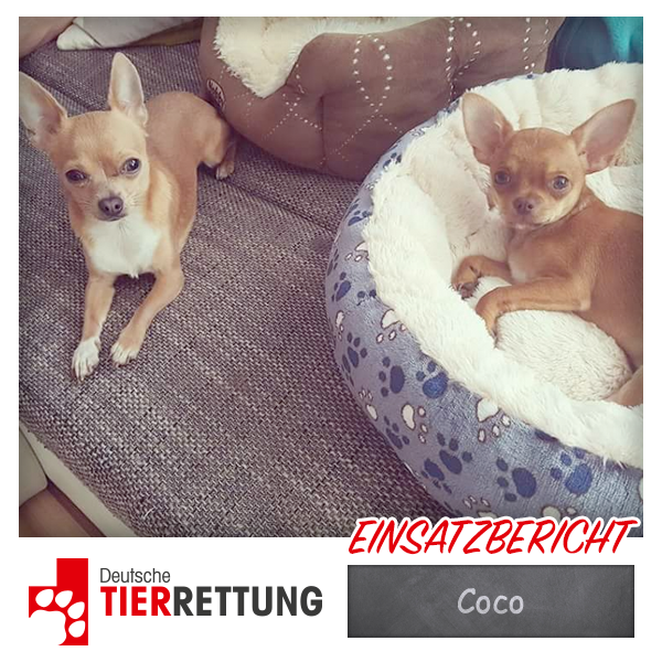 DTR Einsatz: Coco