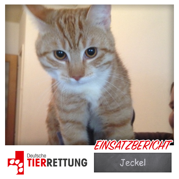DTR Einsatz: Jeckel in Essen