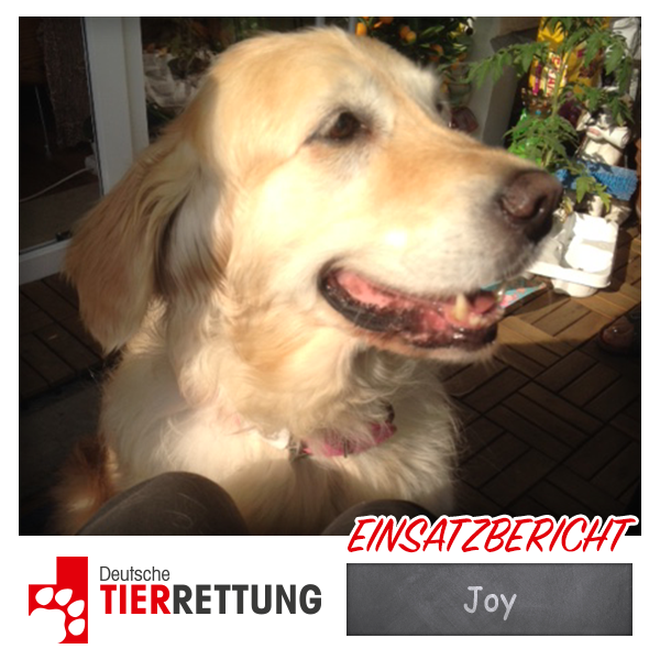 DTR Einsatz: Joy in Essen