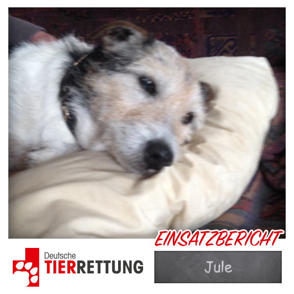 DTR Einsatz: Jule in Witten