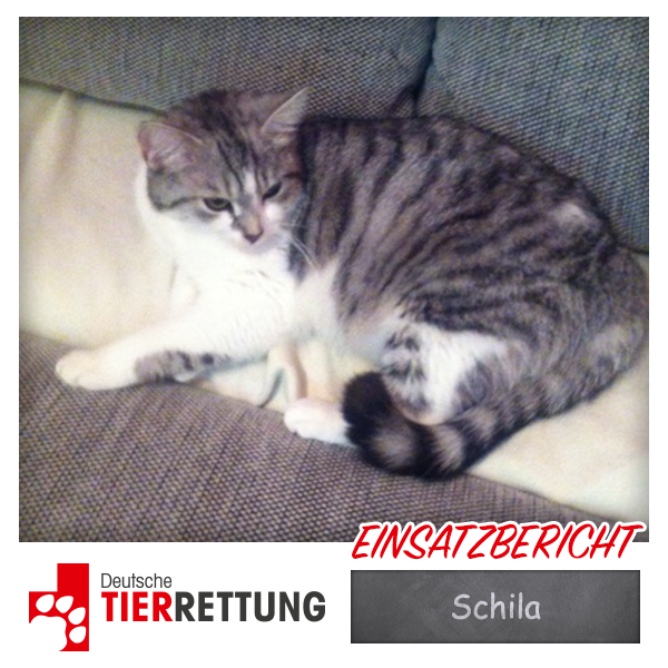 DTR Einsatz: Schila in Essen
